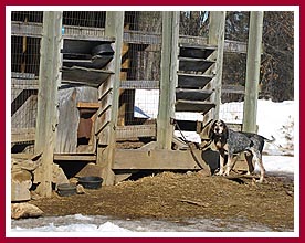 Tethered dog at WI breeding facility, March 2010