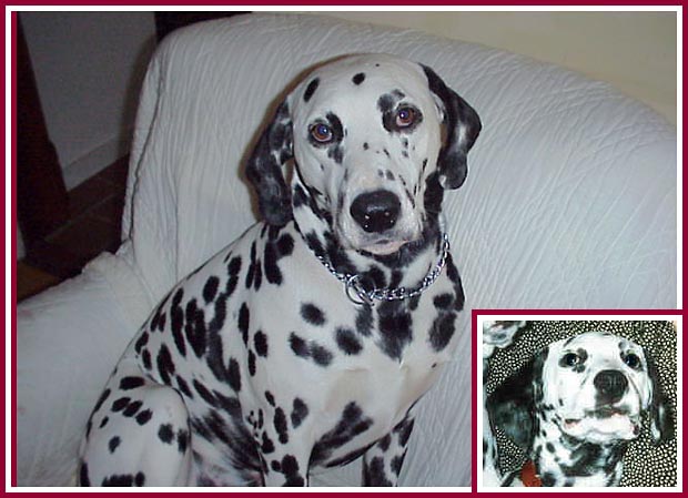 Mr. Peabody, the puppy mill pet store dog to whom this website is dedicated.