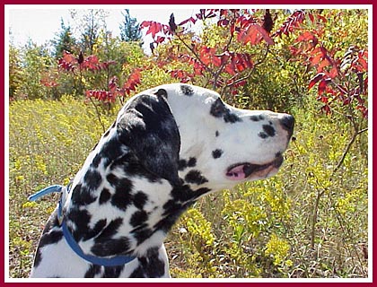 In memory of PeaBuddy, whose short life inspired the founding of the Wisconsin Puppy Mill Project.