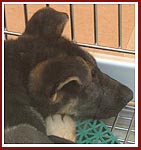 Germand Shepherd puppy huddled on tiny plastic pad in a "puppy aquarium" at the Petland store in Janesville, WI