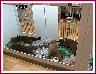 Four labrador retriever puppies share a bin at the Janesville Petland. 