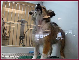 WI Pet store puppy