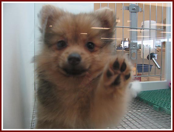 "Teddy Bear" puppy asking to be taken out of his "puppy aquarium" at Petland petstore in Janesville, WI.