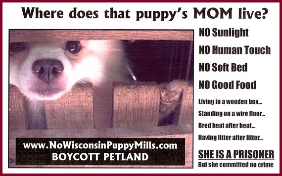 Where does the mom of that cute petstore puppy live?