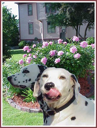 Mr. Pea Buddy and Sadie Ladie enjoying a lovely summer day in the garden at the EASTLAKE.