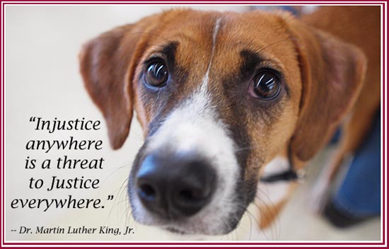 Dog's face with quote Injuistice anywhere is a threat to justice everywhere.