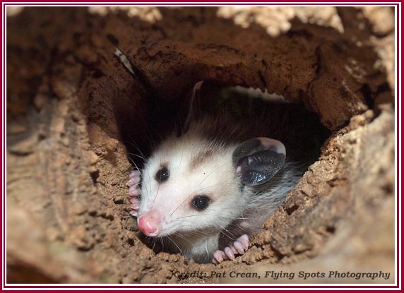 Possum in a tree stump