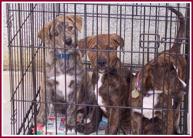 These puppies were going to be killed by a backyard breeder due to his own carelessness.