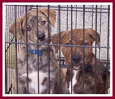 These puppies would have been killed by a backyard breeder for his own carelessness had a rescue not stepped in.