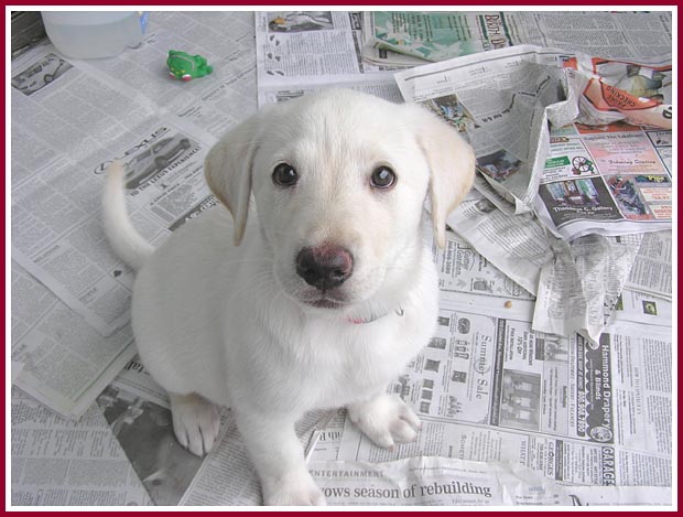 This adorable puppy was given away free at a garage sale.