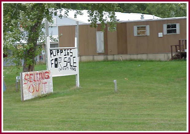 free-puppies-wisconsin