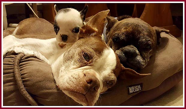 Rascal and his friends Carmella and Leo, Oct. 2016