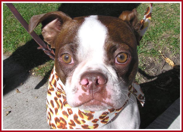 Rascal the red Boston Terrier