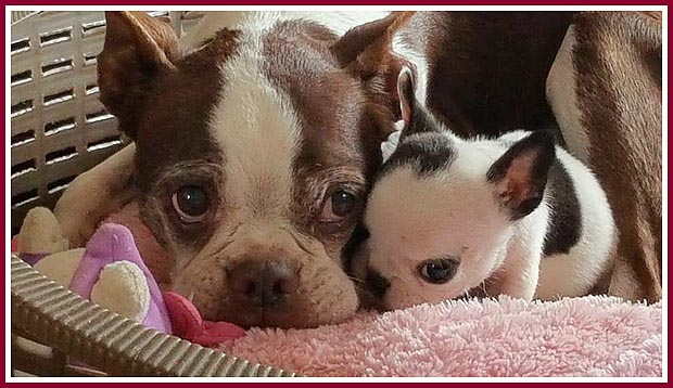 Rascal and his buddy Leo, Oct. 2016