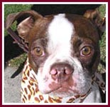 Rascal the Boston Terrier was rescued from the dumpster at a puppy mill auction.