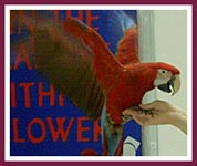 Scarlet Macaw