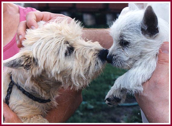 A newly purchased puppy says goodbye to his mother, whose fur is stained orange from the rust in her cage.