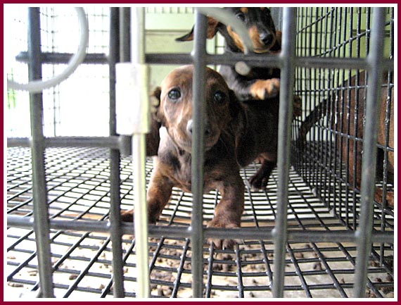 This pup at Silver Lining Kennel seems to be saying, Get Me Out of Here!