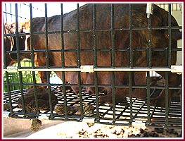 A Mama dog tries to walk on the wire mesh of her filthy cage. This is a USDA licensed and inspected facility.