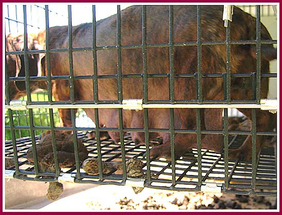 A Mama dog tries to walk on the wire mesh of her filthy cage.