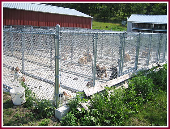 Outside runs at Silver Lining Kennel