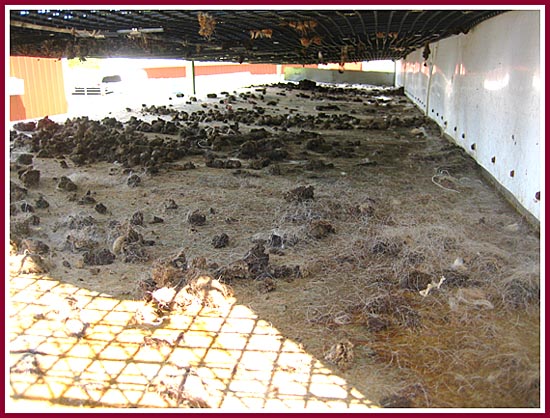 Tray full of curdled urine and moldy feces just inches below the pups and mama dogs.