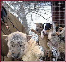 These pups were living in an outdoor pen in the dead of winter.