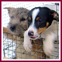 These puppies were living in a wire mesh cage outside in the dead of winter.