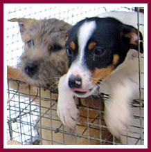 The pups are shivering in the snow, while the "breeder" is dressed in heavy coat and gloves.