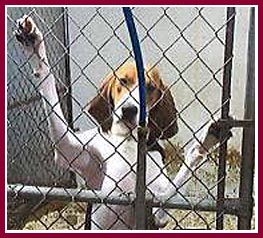 One of the coonhounds being bred for "medical research" by the Kanes in Spring Green WI