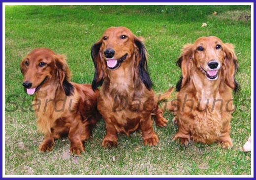 Three generations of Stardust Dachshunds