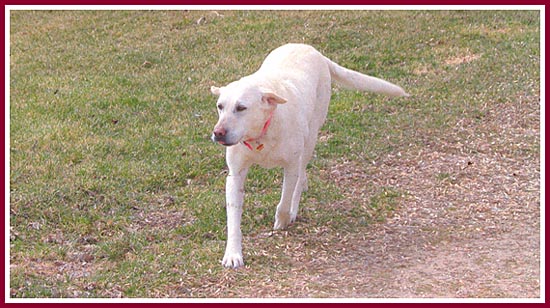 Sugar, whose name has been changed to Lilly, loves to run through the open fields of her new home.
