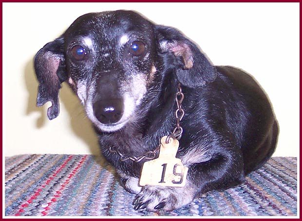 Mariah Hope, formerly known only as Tag 19, was a puppymill survivor. She had cattle tags punched through both ears, a tag on a rusted chain around her neck, and a brand burned into the top of her head.