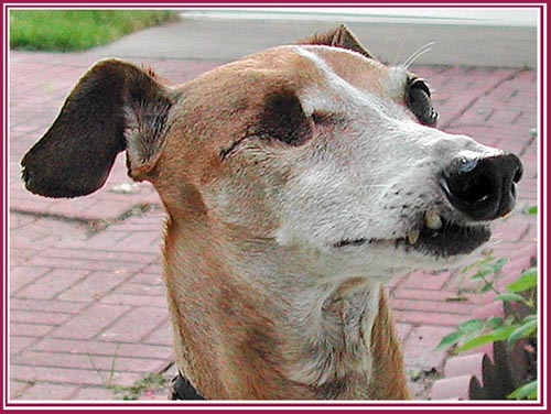 Teddy was a puppy mill stud dog. He was thrown away at around age 6 and came to rescue with one eye, terribly infected teeth, and a broken leg.