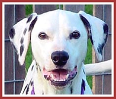 This happy-looking boy was one of a mother-son breeding pair bought at a dog auction in MO. His mother had been sold as a pet on a spay/neuter contract, and we have no idea how these two ended up as mill breeders.