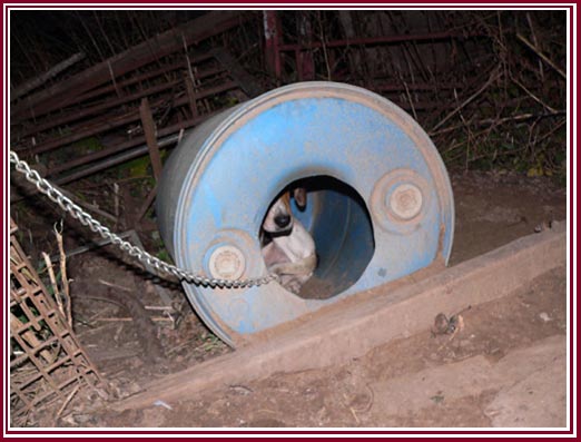 Tethered dog with plastic drum for shelter.