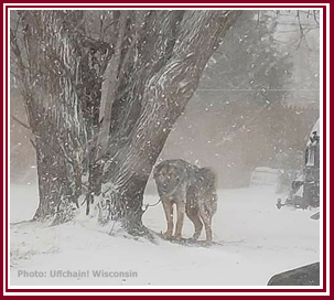 Tethered dog with no visible shelter in a snowstorm.