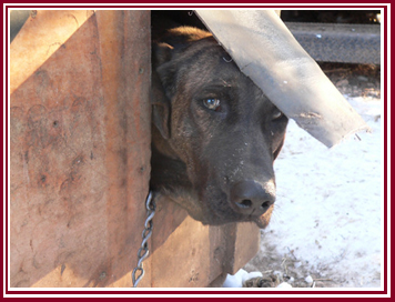 Tethered dog peering out of inadequate dog shelter.