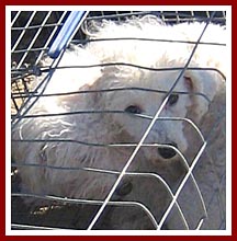 Two scared dogs on their way to being sold at the Thorp dog auction on 22 September 2007