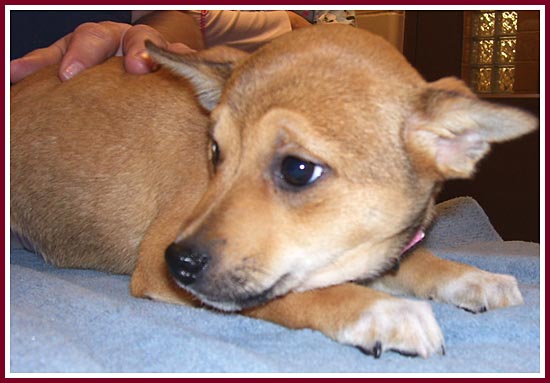 Allie the shiba inu-rat terrier mix has helped to bring Coffee the Min Pin out of her shell!