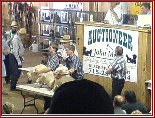 Undercover photo during a dog auction.