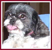 Bonnie the Shih Tzu is sticking her tongue out because her teeth hurt!