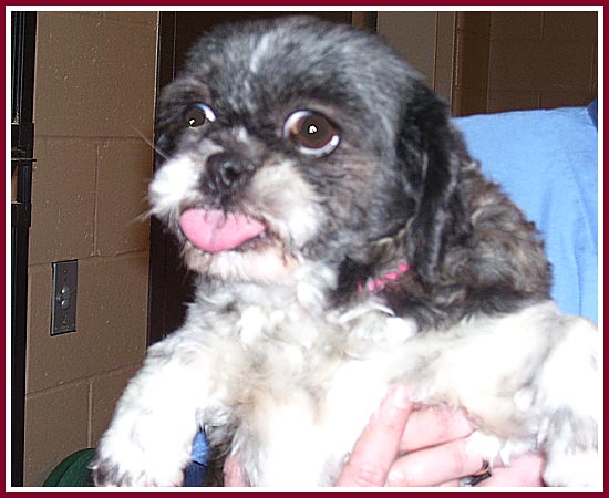 Bonnie the loving Shih Tzu with the very bad teeth.