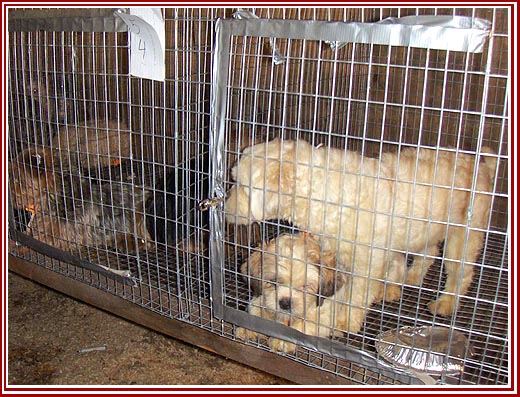 Waiting and hopeless. Thorp Dog Auction, Horst Stables, 2 June 2007. These dogs probaby ended up going from one puppymill to another.