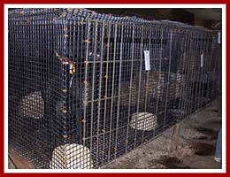 It is almost too dark to see the dogs waiting in cages at the 2 June 2007 auction at Horst Stables in Thorp, WI. These animals were from a MI "Kennel liquidation," and many of them went from one puppy mill to another via the auction.