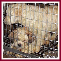 Mama and pup in filthy cage, waiting to be sold at a dog auction.