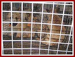 Frightened dogs awaiting their fate in a holding cage in Horst Stables at the 22 Sept 07 Thorp Dog Auction.