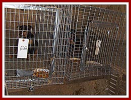 Nervous dogs awaiting their fate in dark, dirty cages at the 2 June 97 Thorp Dog Auction, Horst Stables, WI