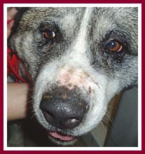 Cheyenne the Akita has a very scarred nose.