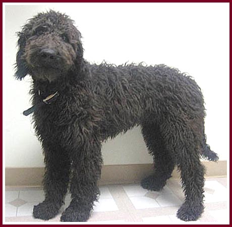 black goldendoodle pictures. This big lack dog is Chip the